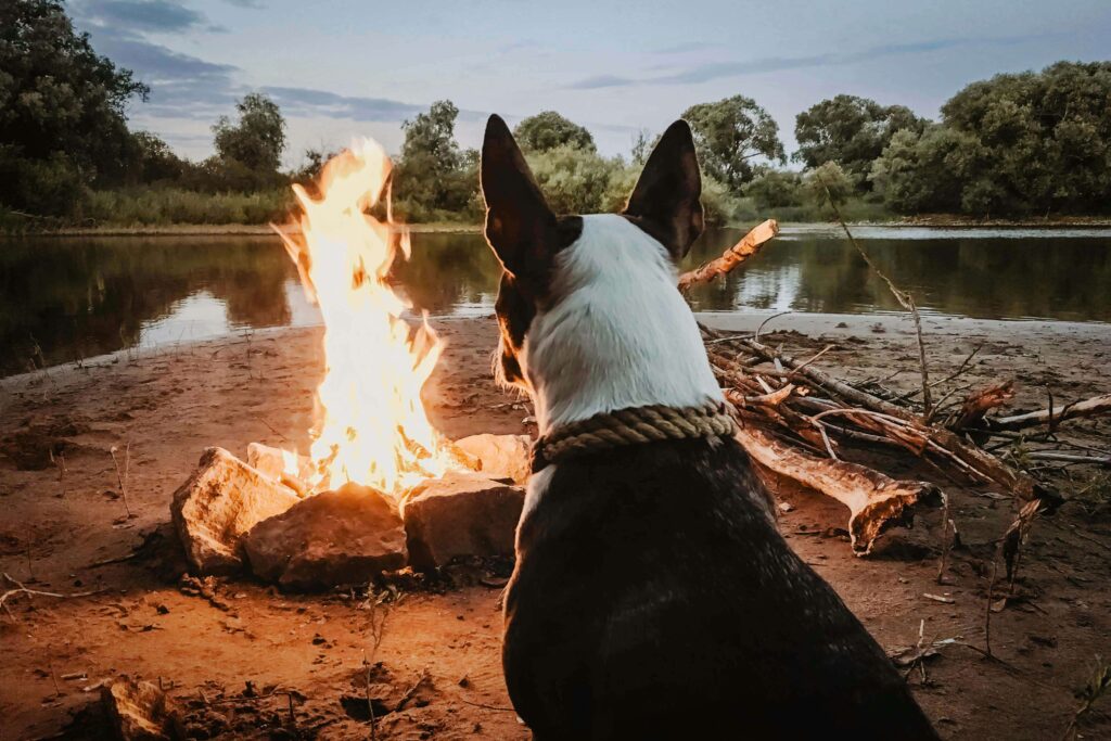 Salvar a tu Perro o a un Desconocido en un Incendio