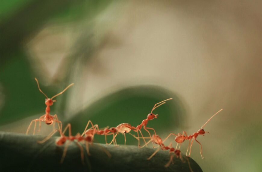 "Hormiga Loca: Descubre Todo sobre el Insecto que Ha Invadido Varias Zonas de España"