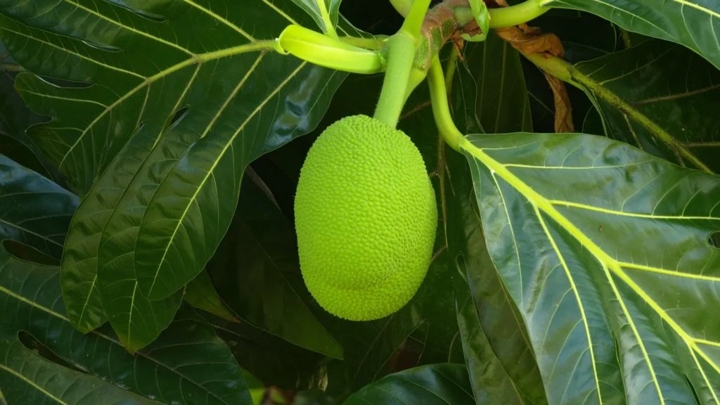 Fruta del Pan