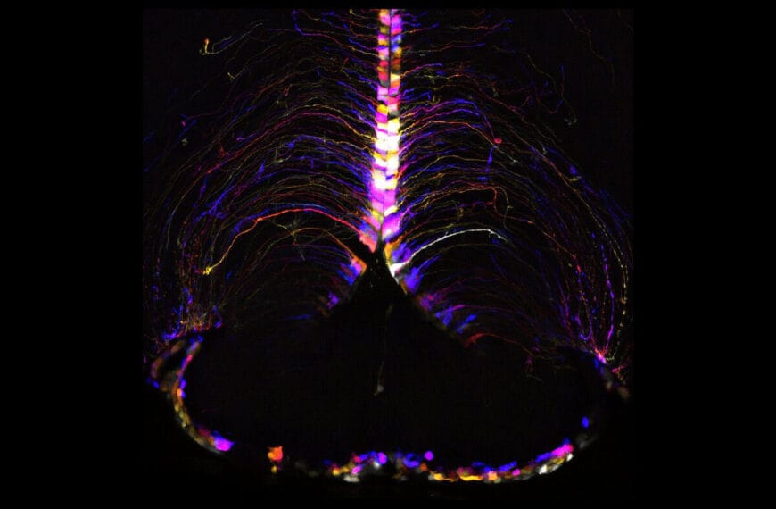 No todas las células del cerebro envejecen al mismo ritmo: hallado un "punto caliente" del envejecimiento en el hipotálamo