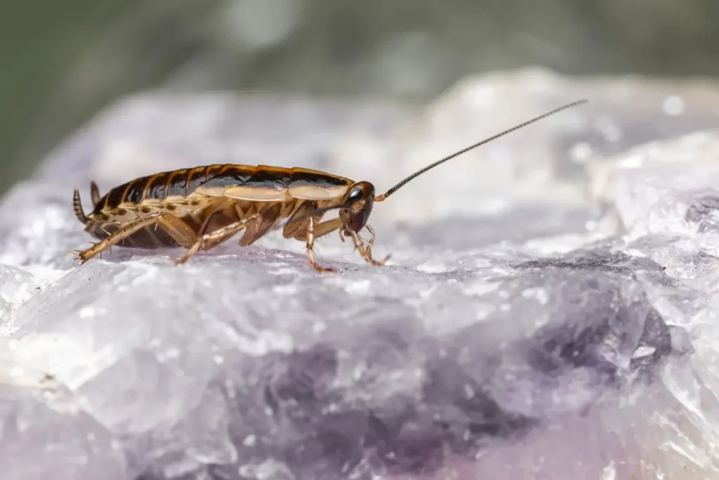 Las cucarachas con GPS están revolucionando el rescate en desastres naturales