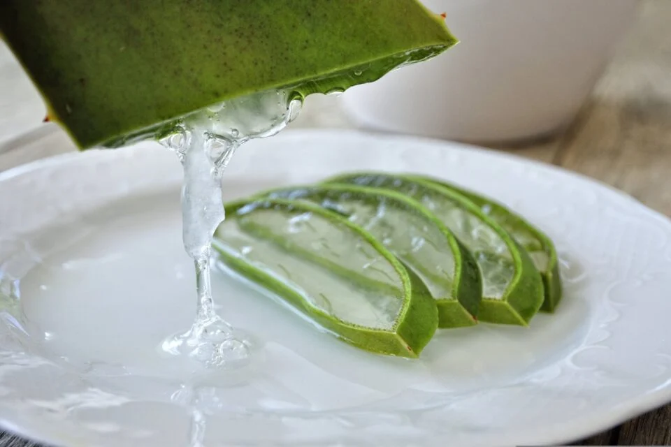 El aloe vera